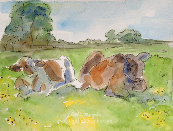 Calves in Port Meadow, Oxford; www.caitlinmarquis.com